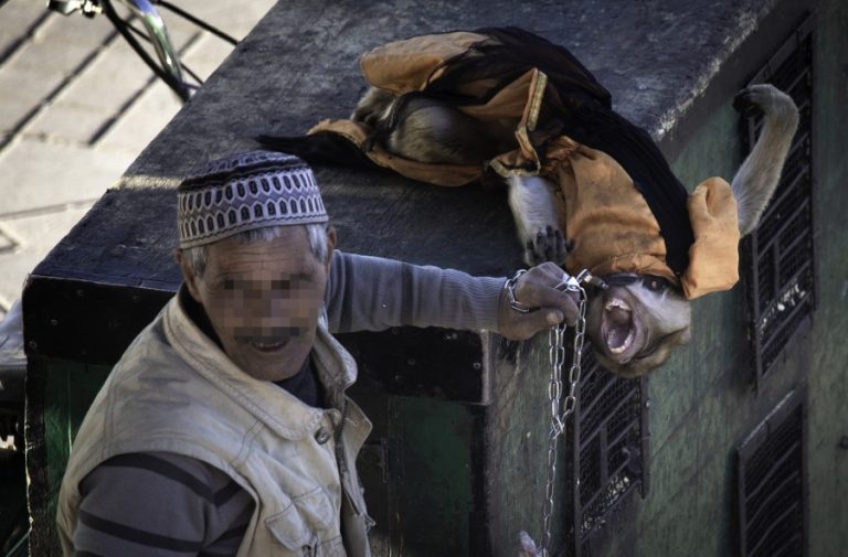 A chained barbary macaque and owner in Jemaa el-Fna Square (c) Aaron Gekoski