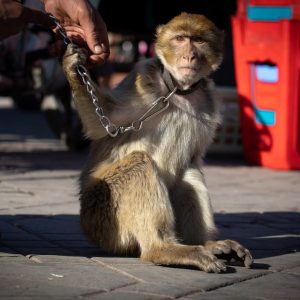 A barbary macaque sitting on the pavement with a chain around its neck