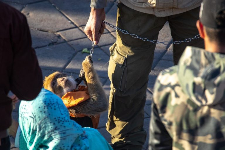 A chained barbary macaque in Jemaa el-Fna Square (c) Aaron Gekoski