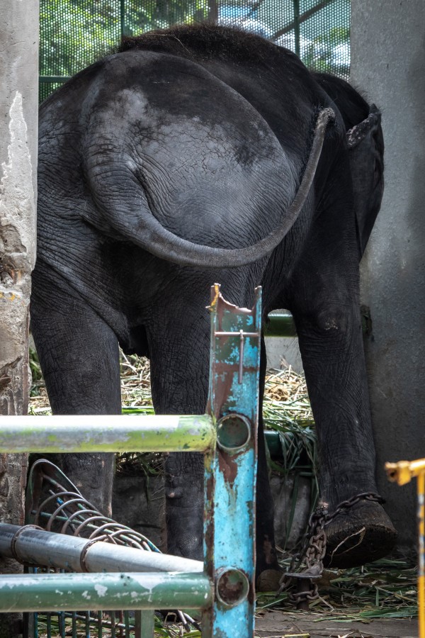 A chained elephant in a cramped pen at Dam Sen Park (c) Aaron Gekoski