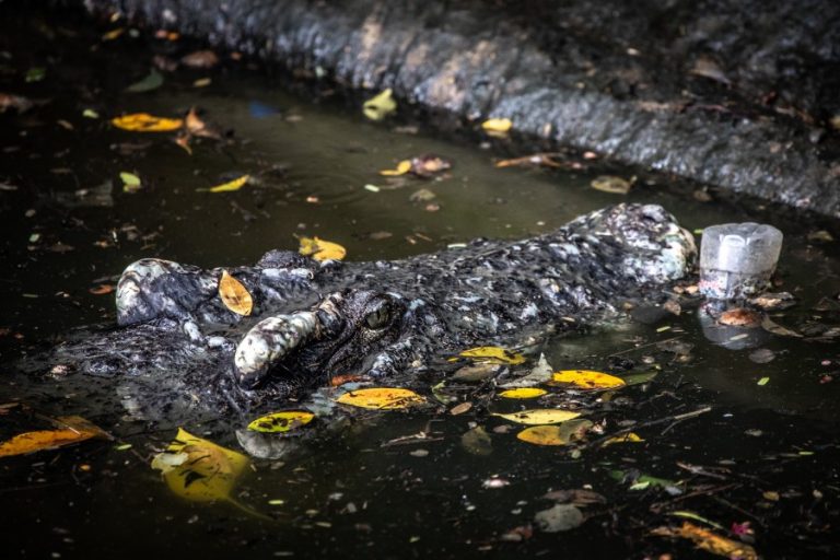 A crocodile in filthy water at Dam Sen Park (c) Aaron Gekoski