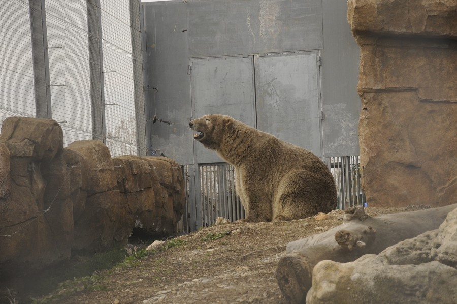A dirty polar bear in a zoo enclosure