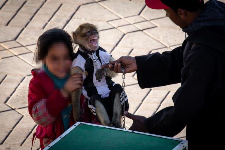 A dressed barbary macaque being used as a photo prop in Jemaa el-Fna Square (c) Aaron Gekoski