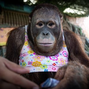 An orangutan dressed in child's clothing