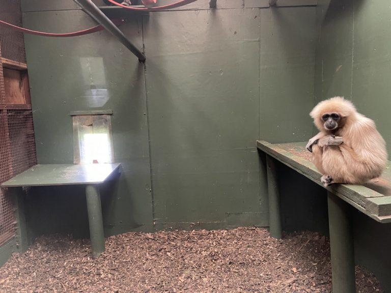 A gibbon at Safari Zoo, Cumbria (c) Born Free