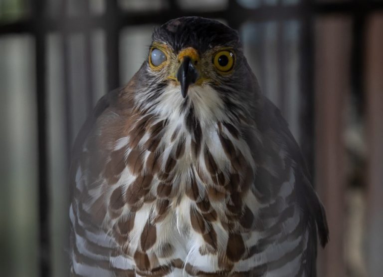 A goshawk with cloudy eye at Cu Chi Water Park (c) Aaron Gekoski