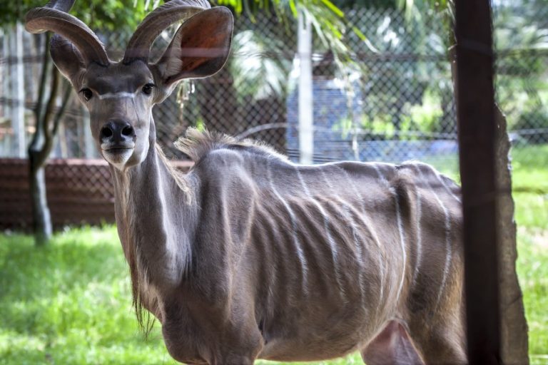A kudu antelope at Cu Chi Water Park (c) Aaron Gekoski