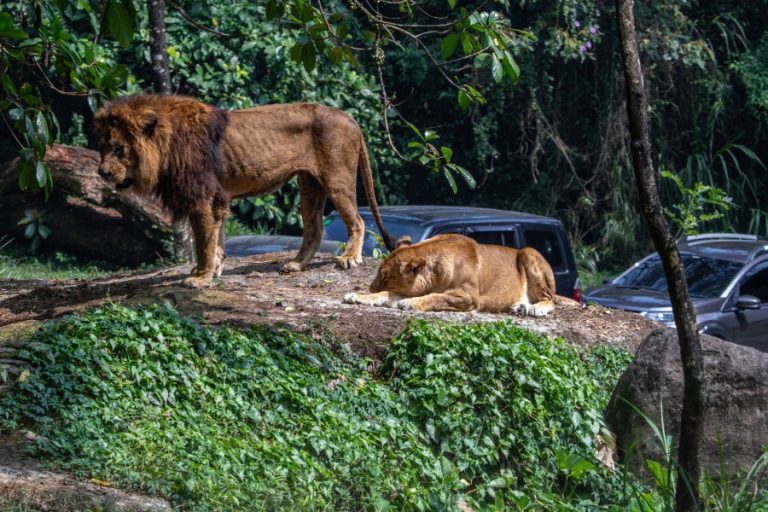 A lion and lioness at Taman Safari (c) Aaron Gekoski