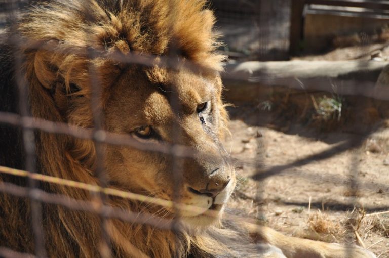 BITOLA ZOO GALLERY