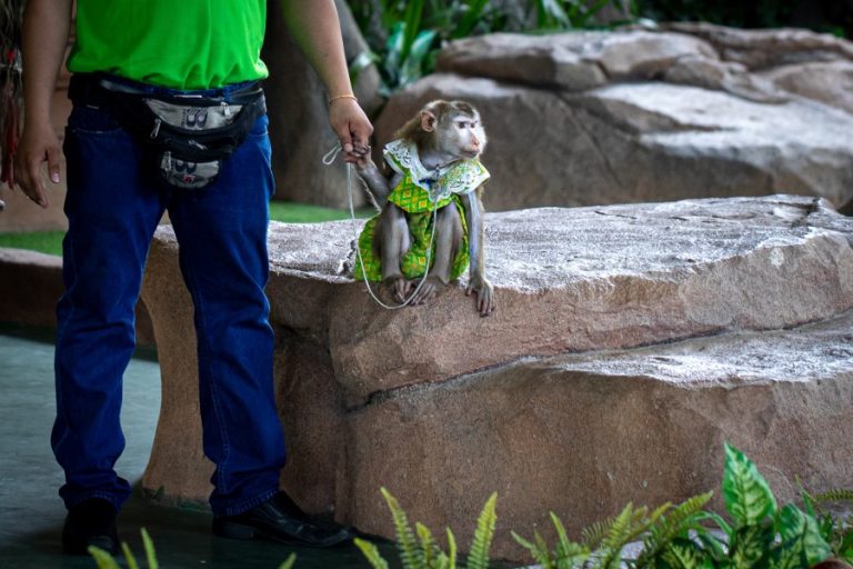 PHNOM PENH SAFARI ZOO GALLERY