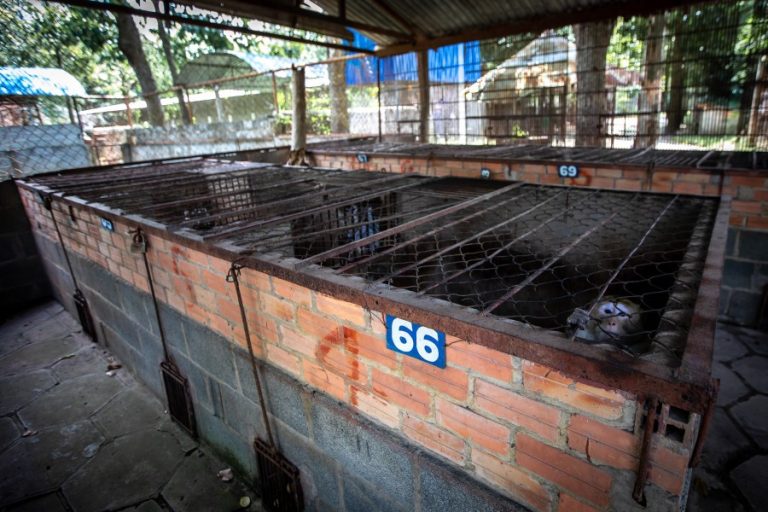 A macaque in a small cage at Cu Chi Water Park (c) Aaron Gekoski