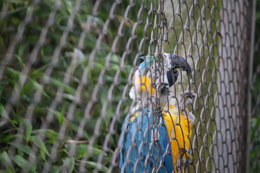 A macaw clinging to the fencing of enclosure
