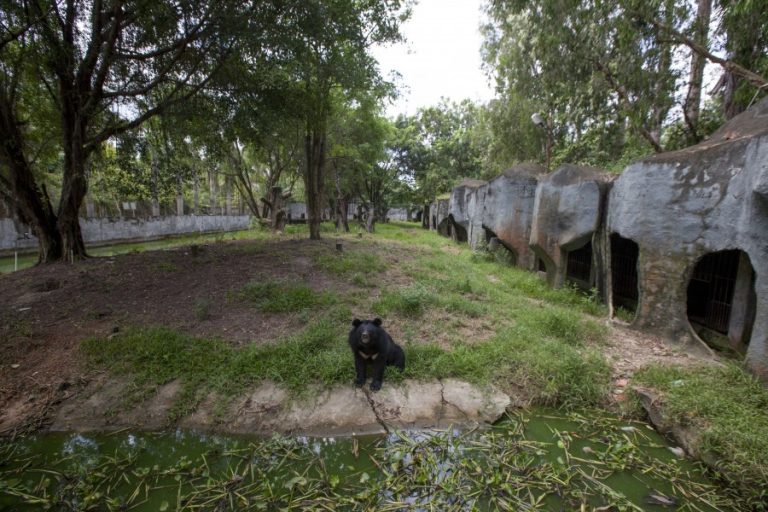 A moon bear at Cu Chi Water Park (c) Aaron Gekoski