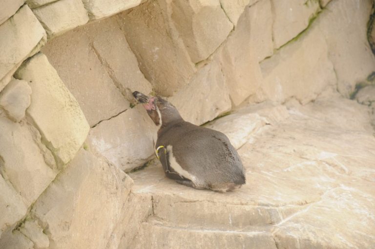 A penguin in concrete enclosure at Marineland (c) Born Free