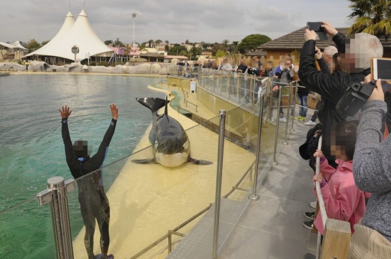 MARINELAND GALLERY