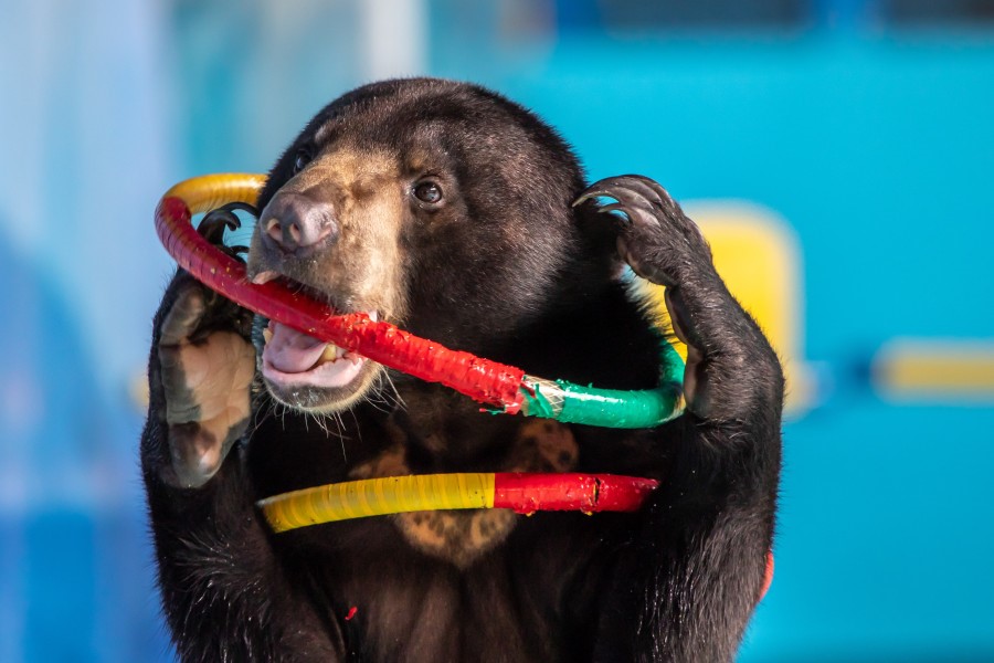 A performing sun bear holding hoops as part of a circus show