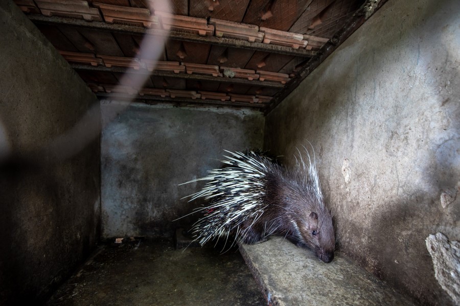 A porcupine in a very small cage
