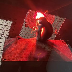 A small monkey clings to the mesh surrounding its enclosure, to get close to the heat lamp