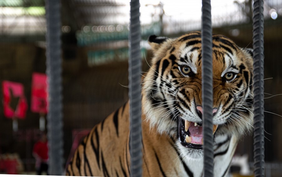 A snarling tiger performing in show