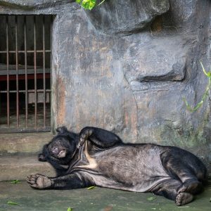 A sun bear lying on the concrete floor of an enclosure 