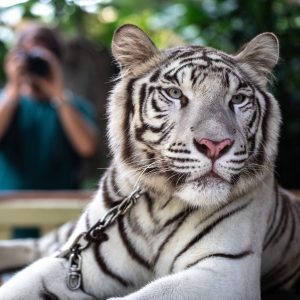 A white tiger with a chain around its neck