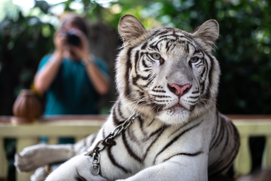 A white tiger with a chain around its neck