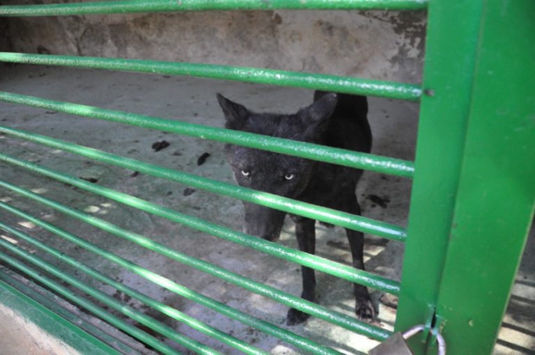 A wolf behind the bars of a cage at Bitola Zoo (c) Born Free