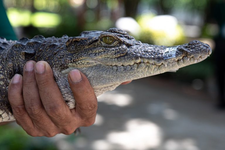 A young crocodile with its mouth taped shut used as a photographic prop at Phnom Penh Safari Zoo (c) Aaron Gekoski