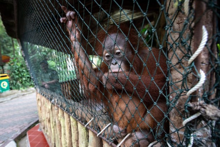 TAMAN SAFARI GALLERY