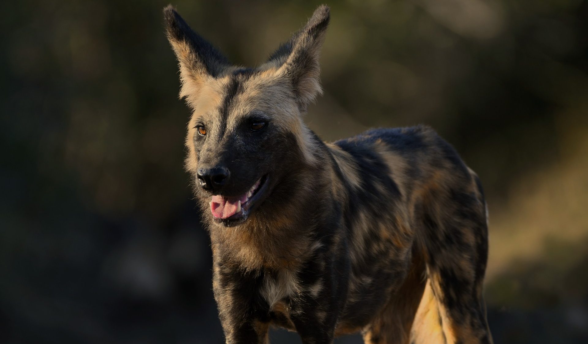 An African wild dog