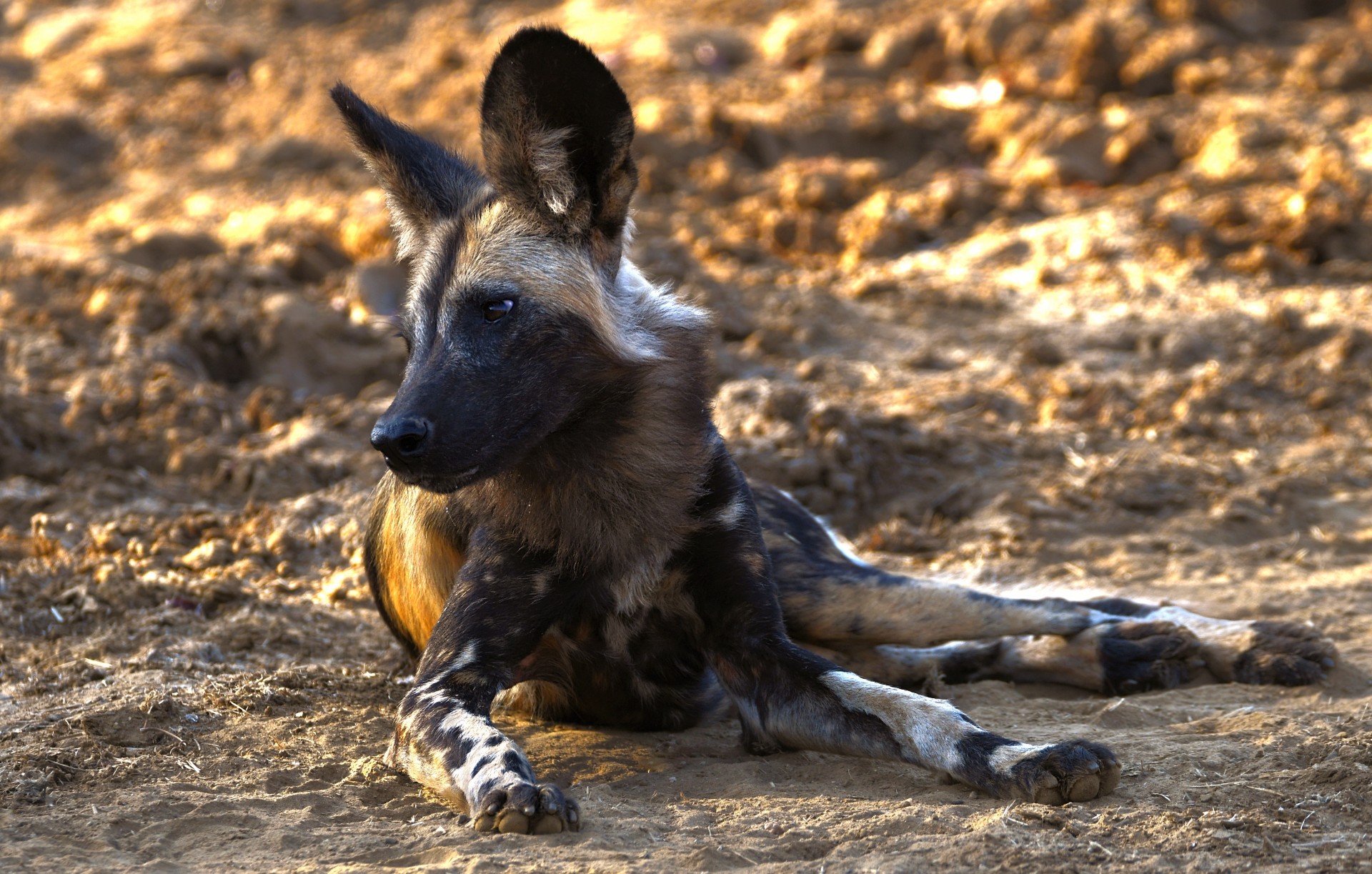 An African wild dog 