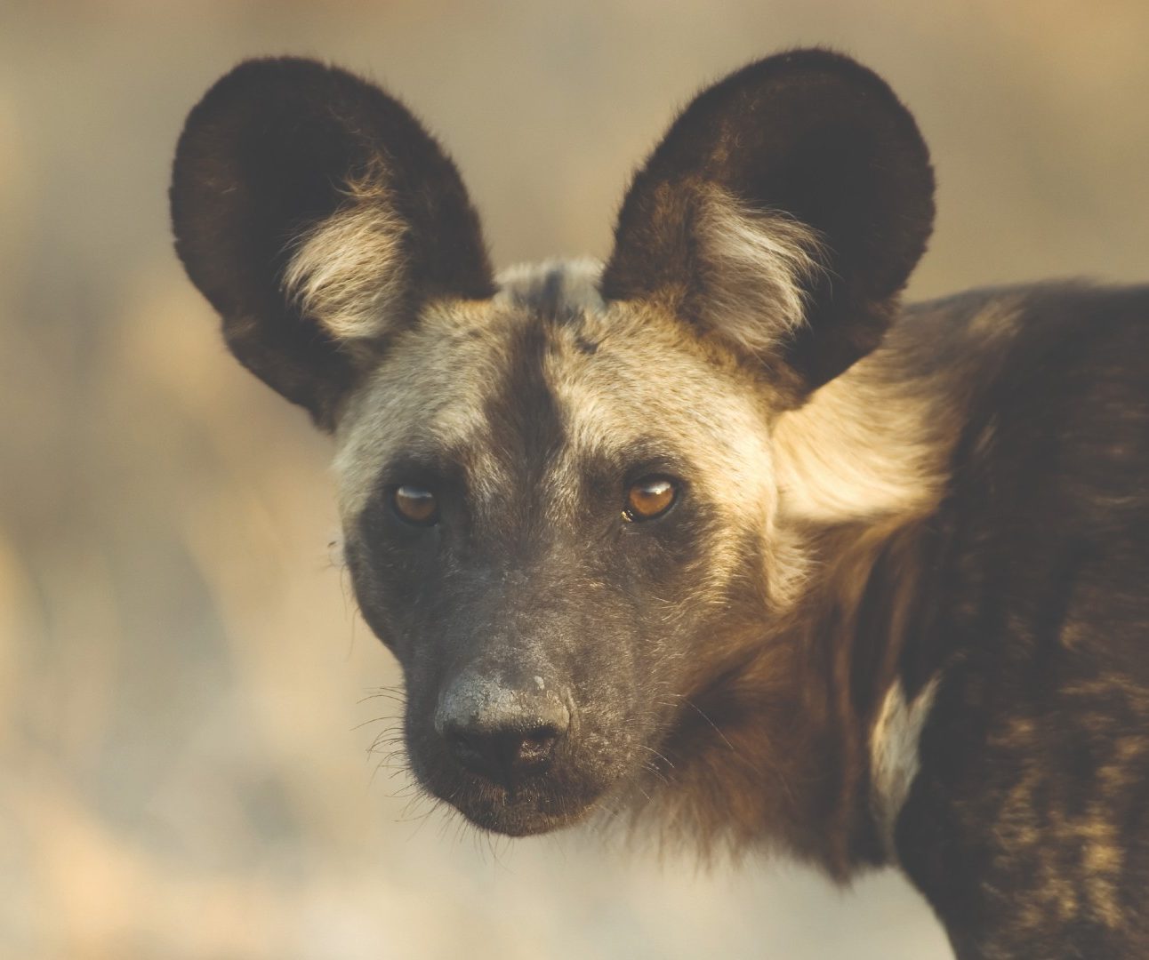 A portrait of an African Wild Dog