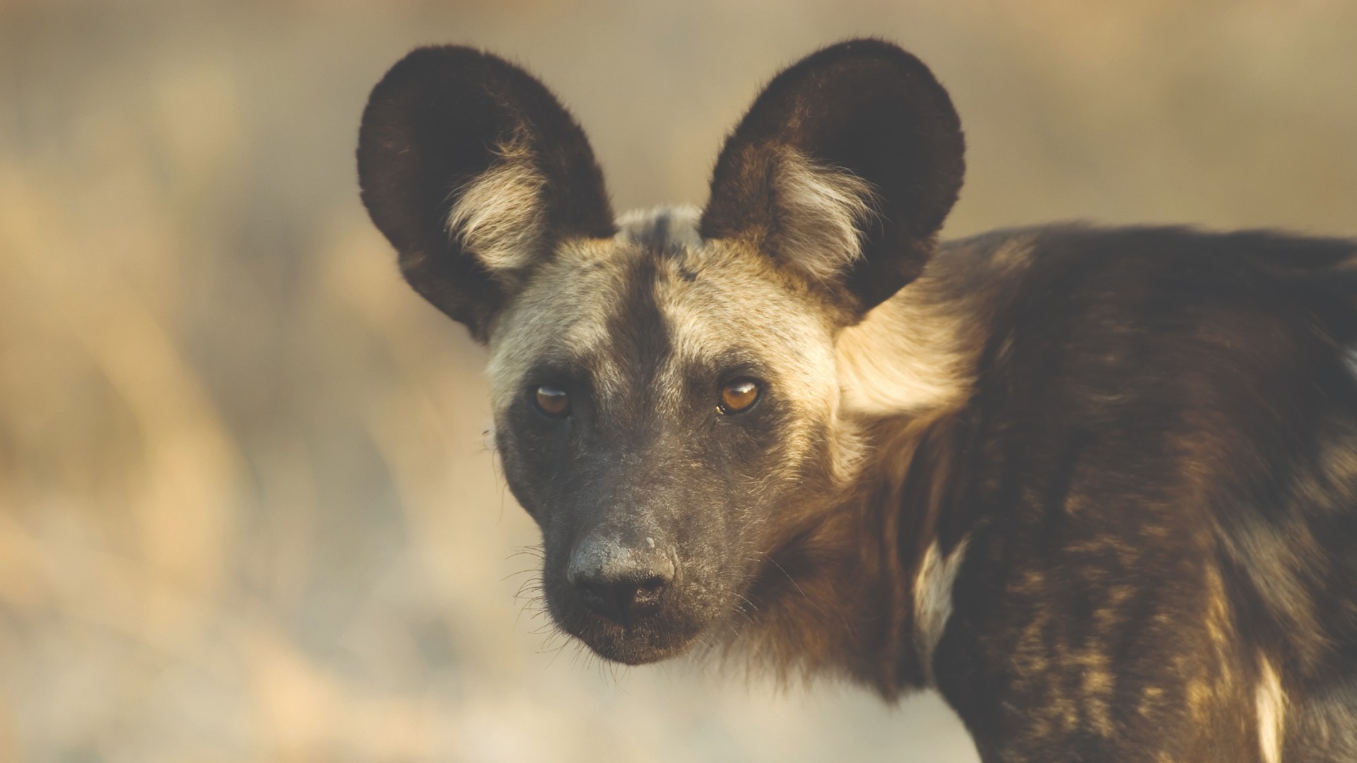 A portrait of an African Wild Dog