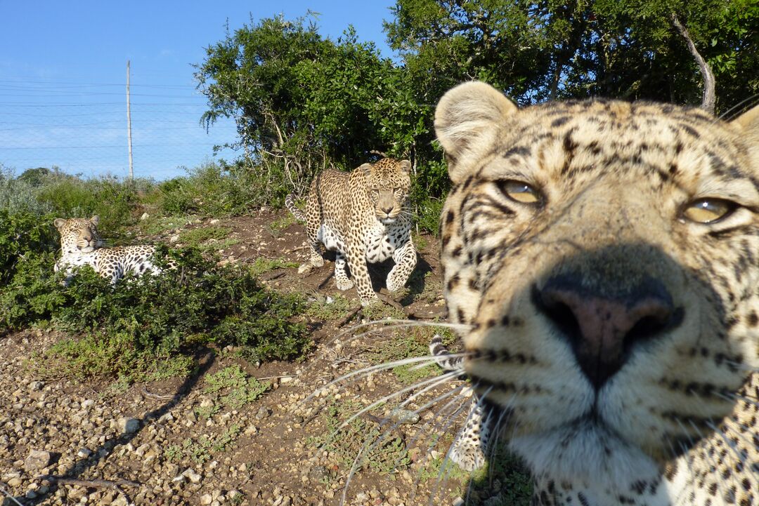 A leopard has its face right up to the camera, with two other leopards in the background