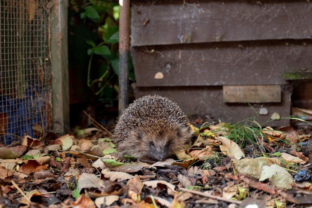A hedgehog is standing in a pile of leaves