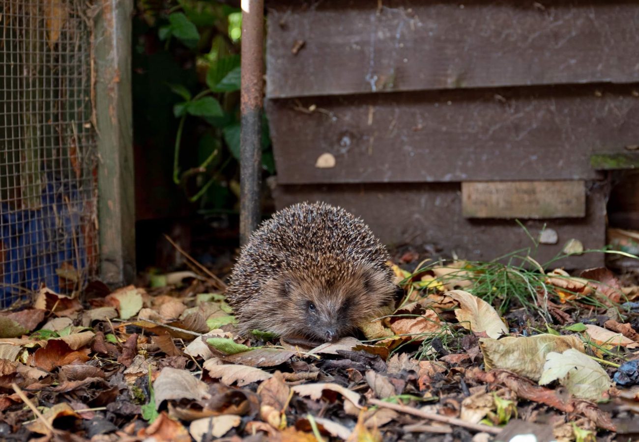 A hedgehog is standing in a pile of leaves