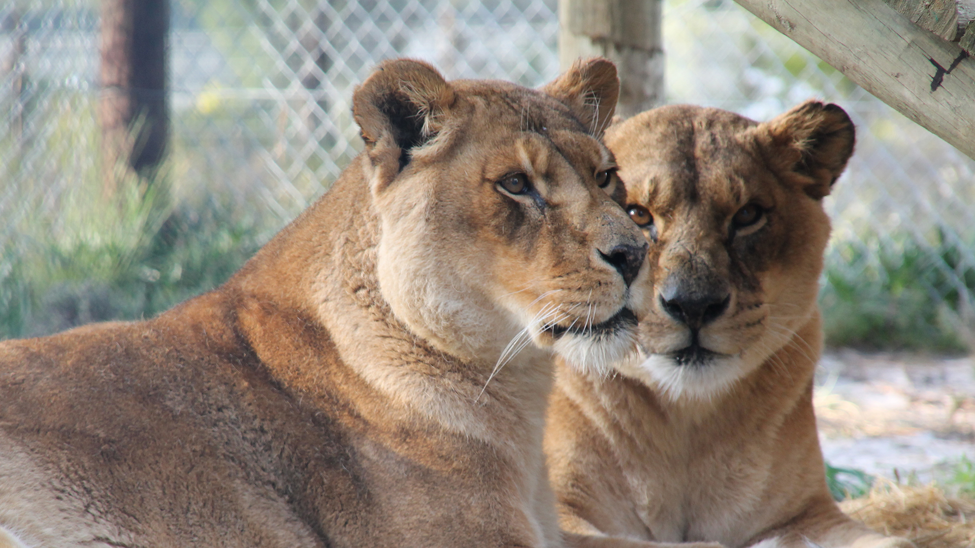 Two lions are lying side by side with a fence in the background