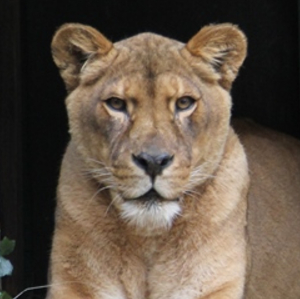 Close up of a female lion looking towards the camera