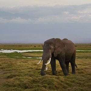 An elephant stands alone in a landscape of grass and water, and grey sky