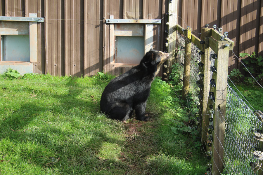 An Andean bear sitting by electric fence