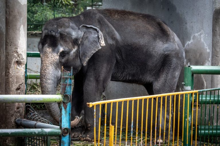 A chained elephant in a small enclosure at Dam Sen Park (c) Aaron Gekoski