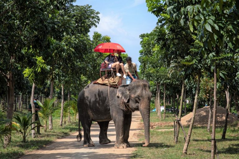 An elephant being ridden at Phnom Penh Safari Zoo (c) Aaron Gekoski