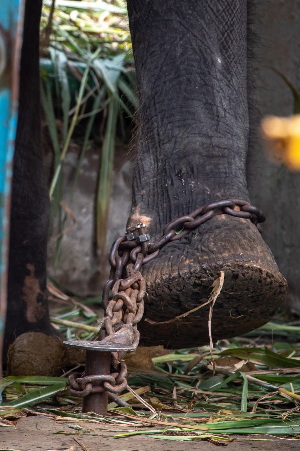 An elephant's chained leg at Dam Sen Park (c) Aaron Gekoski