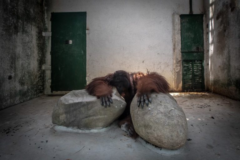 An orangutan in poor conditions at Dam Sen Park (c) Aaron Gekoski