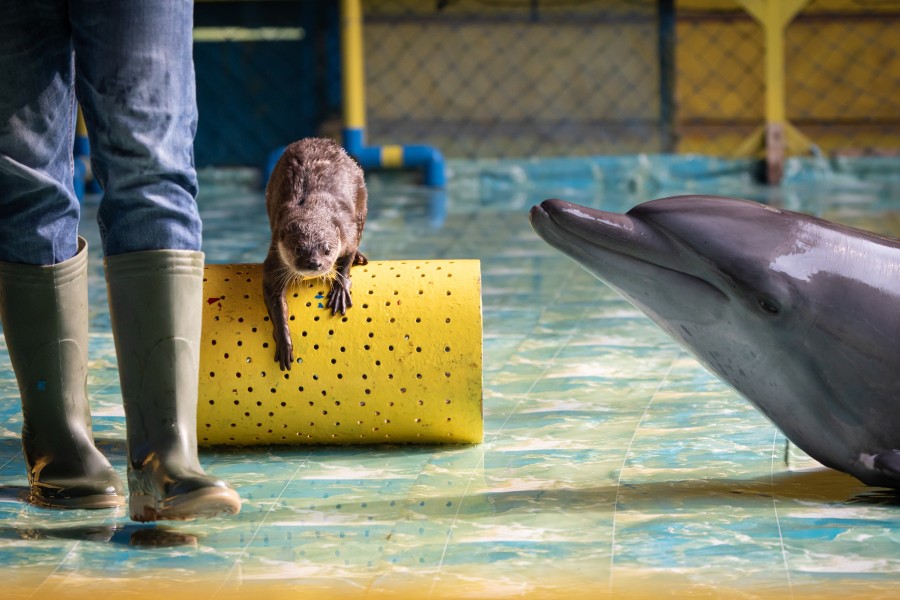 An otter and a dolphin performing in a circus-type show