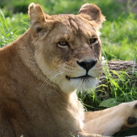 A photo of a lioness relaxing in a grassy setting, leaning up against a large log