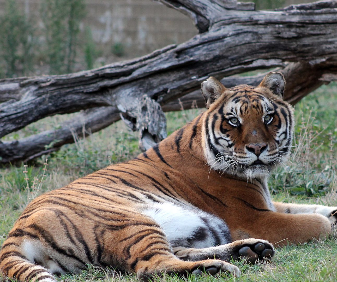 A tiger is lying on the grass with a fallen tree behind him