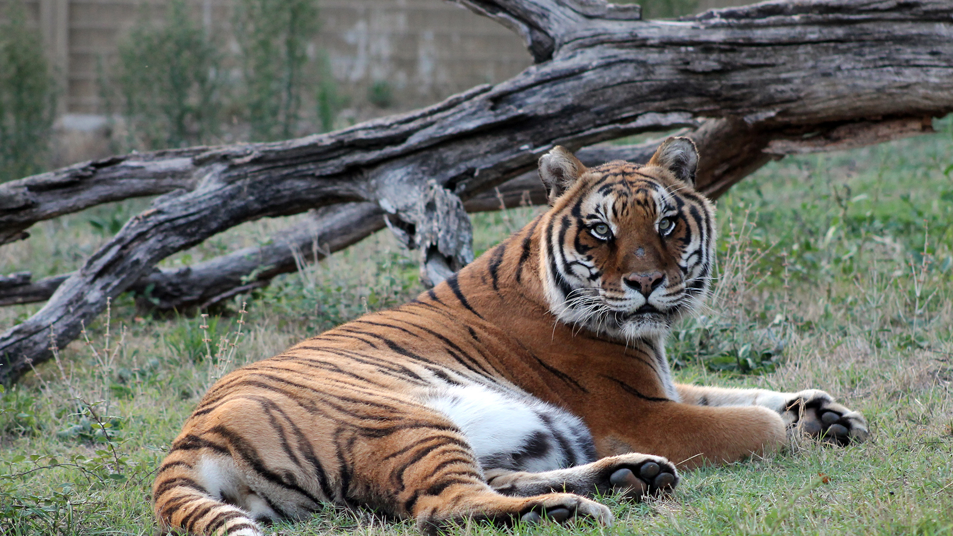 A tiger is lying on the grass with a fallen tree behind him