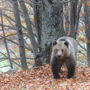 A brown bear walks through a woodland of autumn leaves