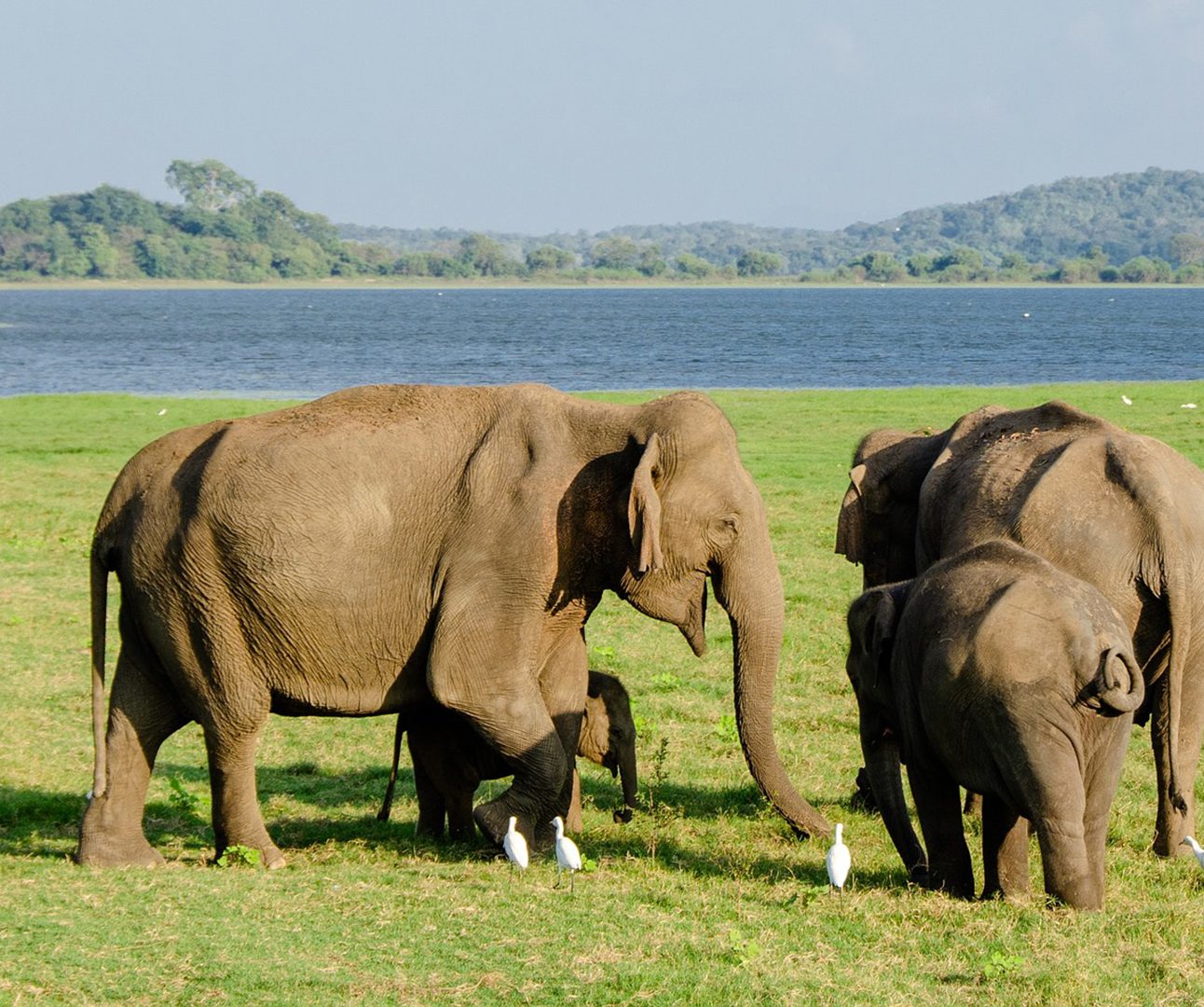 Two Asian elephants stood on a grassy plain in front of a lake